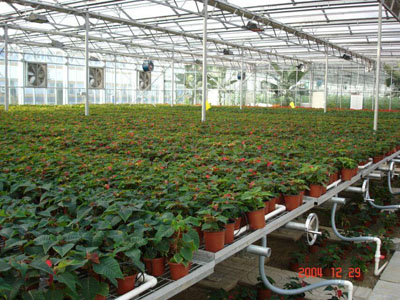 溫室具備哪些育苗設備，可加快蔬菜產業(yè)現(xiàn)代化進程？